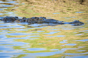 American crocodile in water