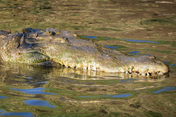 American crocodile in water