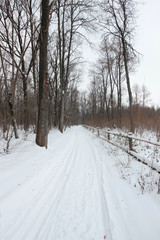 winter landscape in forest with high oak trees and trails