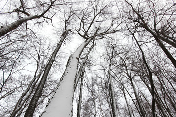 snow covered trees in winter forest