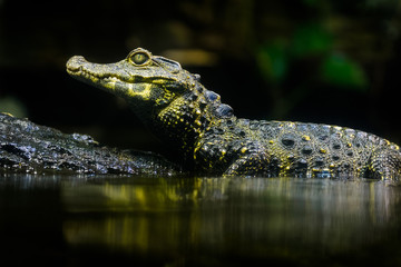 Smooth fronted caiman in water