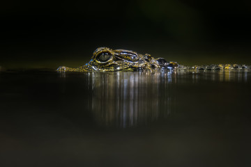 Smooth fronted caiman in water