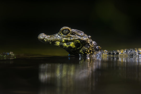 Smooth Fronted Caiman In Water