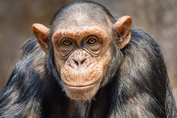 Portrait of a chimpanzee - obrazy, fototapety, plakaty