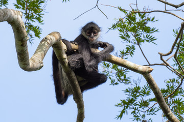 Spider monkey in a tree in Tikal, Guatemala