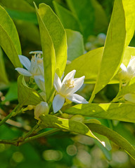 sun beam on lemon tree white flower