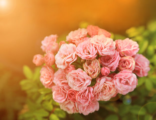 Fresh pink roses bunch with dew drops in morning garden with warm light flare.