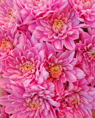 pink chrysanthemum flowers, natural background
