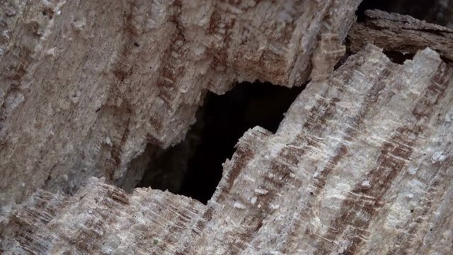 Verrottender Baumstamm im Naturpark Spessart, Zersetzung, Verg&auml;nglichkeit, Urwald, Laubwald, 4K