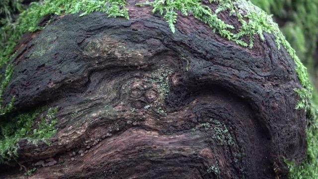 Verrottender Baumstamm im Naturpark Spessart, Zersetzung, Verg&auml;nglichkeit, Urwald, Laubwald, 4K