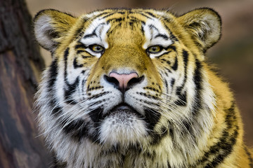 Siberian tiger