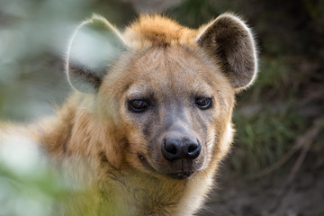 African hyena
