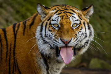 Siberian tiger