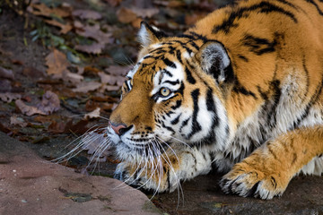 Fototapeta premium Siberian tiger