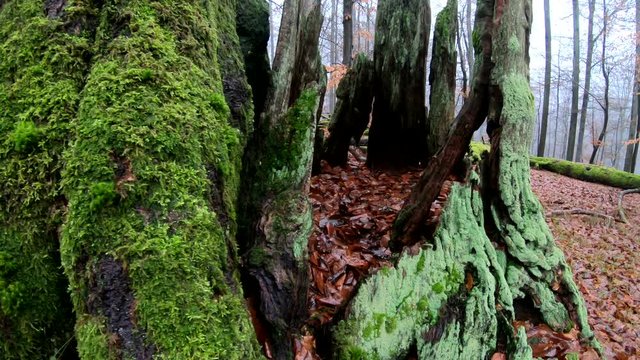 Verrottender Eichenstamm im Naturpark Spessart, Spessarteiche,  Zersetzung, Verg&auml;nglichkeit, Urwald, Laubwald, 4K