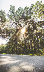 Baum mit Spanisch Moos im Gegenlicht