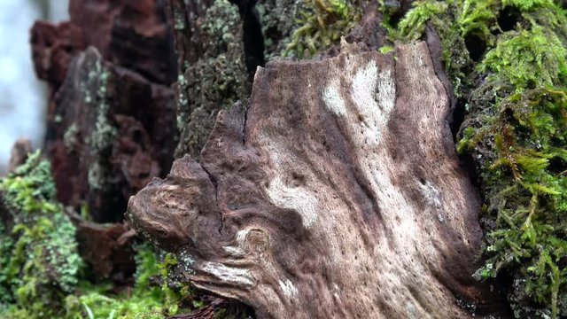 Verrottender Eichenstamm im Naturpark Spessart, Spessarteiche,  Zersetzung, Verg&auml;nglichkeit, Urwald, Laubwald, 4K