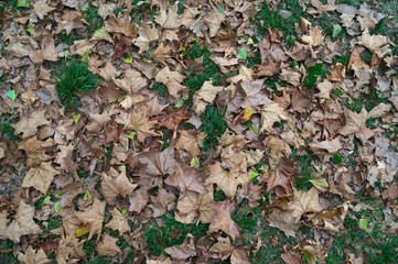 Fallen dry yellow leaves on field, autumn time