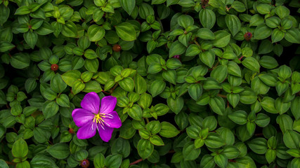 Violet flower of Spanish Shawl or Trailing Glory Flower (Heterocentron elegans (Schltdl.) Kuntze) with heart-shaped green leaves on dark background.