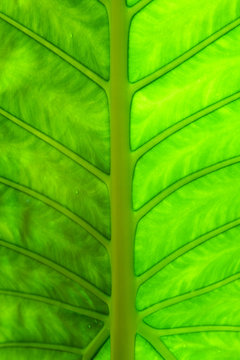 Bright green leaf backrounds, pattern