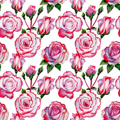 Wildflower hybrid rose flower pattern in a watercolor style. Full name of the plant: hybrid rose, hulthemia, rosa. Aquarelle wild flower for background, texture, wrapper pattern, frame or border.