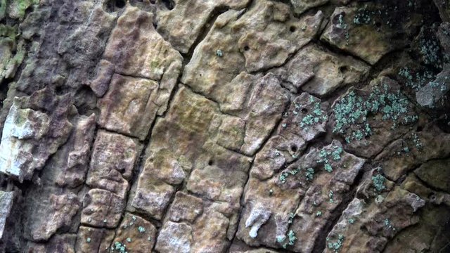 Verrottender Eichenstamm im Naturpark Spessart, Spessarteiche,  Zersetzung, Verg&auml;nglichkeit, Urwald, Laubwald, 4K