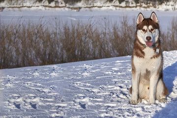 Naklejka premium Siberian husky dog sitting in