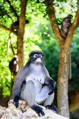 Dusky Leaf Monkey / Spectacled Langur enjoy morning, prachuap khiri khan, Thailand