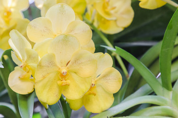 Orchid flower in orchid garden at winter or spring day for postcard beauty and agriculture idea concept design. Vanda denisoniana orchid or Ascocenda Kenny Gold orchid.