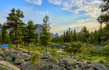 June warm morning in Siberian forest