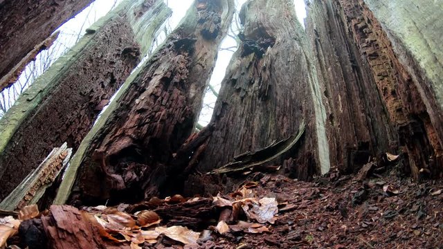 Verrottender Eichenstamm im Naturpark Spessart, Spessarteiche,  Zersetzung, Verg&auml;nglichkeit, Urwald, Laubwald, 4K