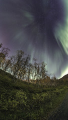 Auora Borealis, Autumn