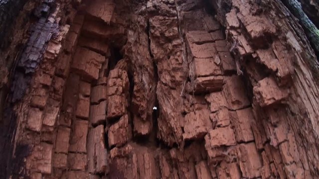 Verrottender Eichenstamm im Naturpark Spessart, Spessarteiche,  Zersetzung, Verg&auml;nglichkeit, Urwald, Laubwald, 4K
