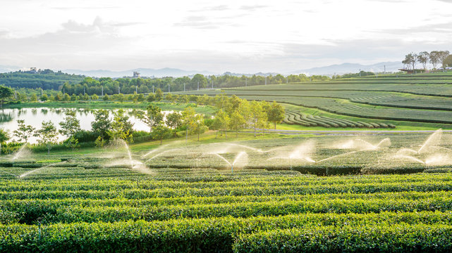 green tea plantation at Singha park Chiang Rai, Thailand.