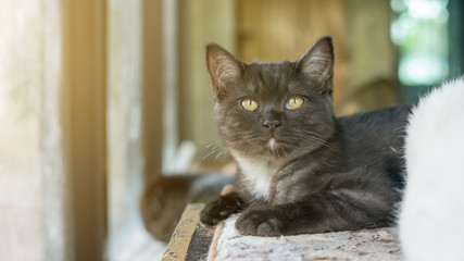 Dark gray cat lying near a window.