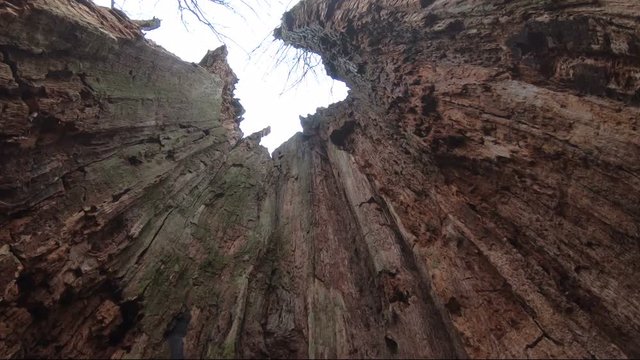 Verrottender Eichenstamm im Naturpark Spessart, Spessarteiche,  Zersetzung, Verg&auml;nglichkeit, Urwald, Laubwald, 4K