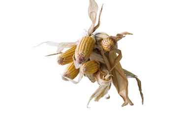 An ear of corn isolated on a white background. Bottom up view.