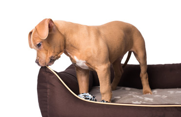 American staffordshire terrier on his bed © SasaStock
