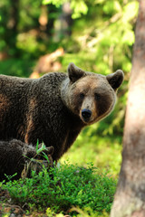 Fototapeta premium Mother bear with cub closeup. Momma bear portrait with cub.