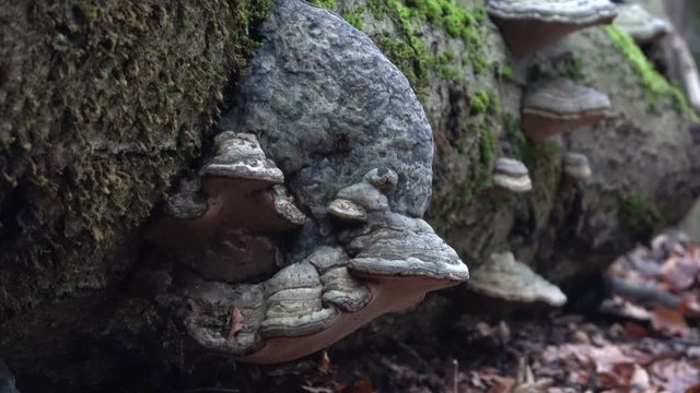 Zunderschwamm an Totholz im Naturpark Spessart, Fomes fomentarius, 4K