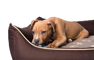 American staffordshire terrier on his bed