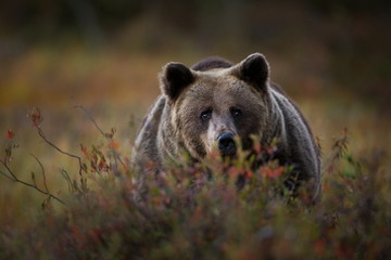 Fototapeta premium Ursus arctos. The brown bear is the largest predator in Europe. He lives in Europe, Asia and North America. Wildlife of Finland. Photographed in Finland-Karelia. Beautiful picture. From the life of th