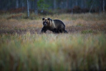 Naklejka na ściany i meble Ursus arctos. The brown bear is the largest predator in Europe. He lives in Europe, Asia and North America. Wildlife of Finland. Photographed in Finland-Karelia. Beautiful picture. From the life of th