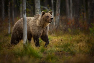 Obraz premium Ursus arctos. The brown bear is the largest predator in Europe. He lives in Europe, Asia and North America. Wildlife of Finland. Photographed in Finland-Karelia. Beautiful picture. From the life of th