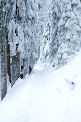 Verschneiter Wanderweg im Schwarzwald 