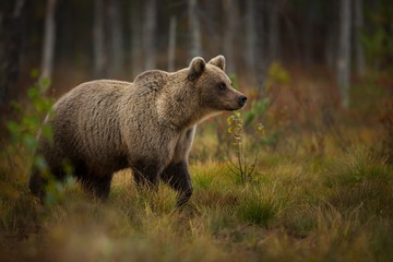 Ursus arctos. The brown bear is the largest predator in Europe. He lives in Europe, Asia and North America. Wildlife of Finland. Photographed in Finland-Karelia. Beautiful picture. From the life of th