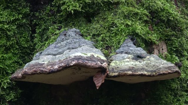 Zunderschwamm an Totholz im Naturpark Spessart, Fomes fomentarius, 4K