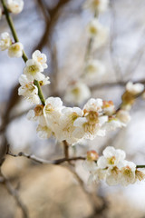 Obraz premium 花イメージ