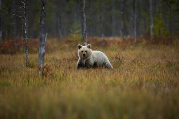 Ursus arctos. The brown bear is the largest predator in Europe. He lives in Europe, Asia and North America. Wildlife of Finland. Photographed in Finland-Karelia. Beautiful picture. From the life of th