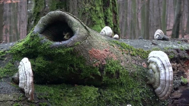 Verrottender Baumstamm im Naturpark Spessart, Zersetzung, Verg&auml;nglichkeit, Urwald, Laubwald, 4K